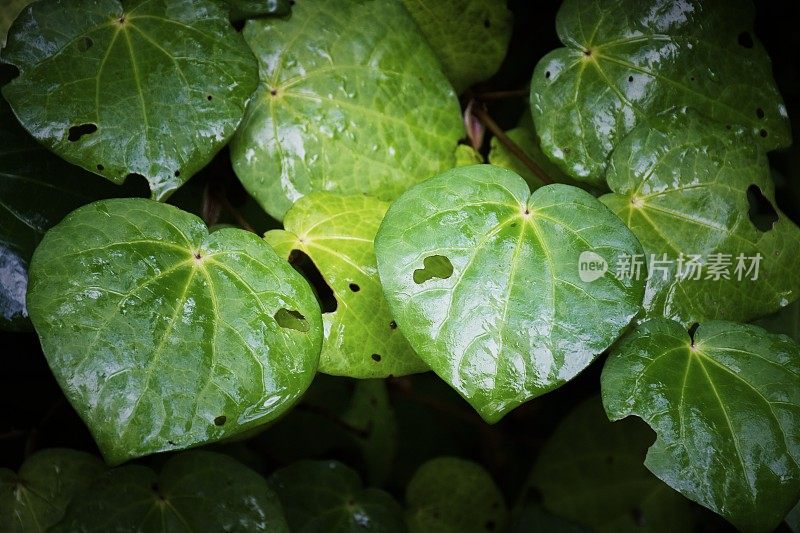 川川郁郁葱葱的绿色植物背景(Piper excelsum)